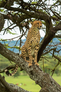 Cheetah sits on diagonal branch looking down