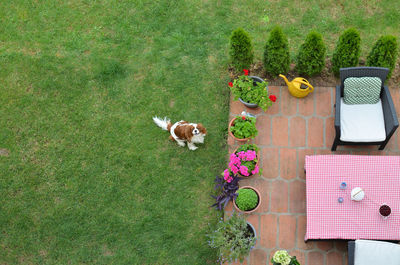 Charming dog - cavalier king charles spaniel - on a garden lawn shot from above - bird's-eye view