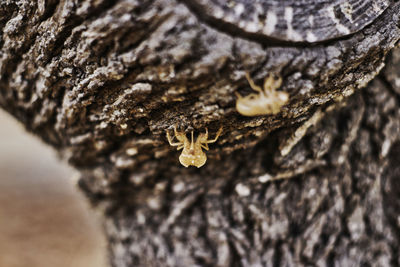 Close-up of lizard on tree trunk