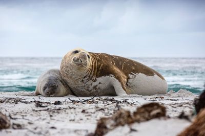 Surface level of animal on beach against the sky