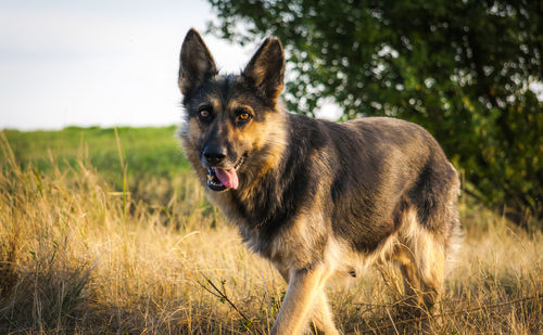 Dog looking away on field