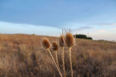 Close-up of thistle on field against sky