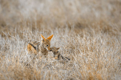 Jackals on land