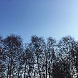 Low angle view of bare trees against clear blue sky