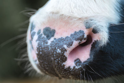 Cow's nose .