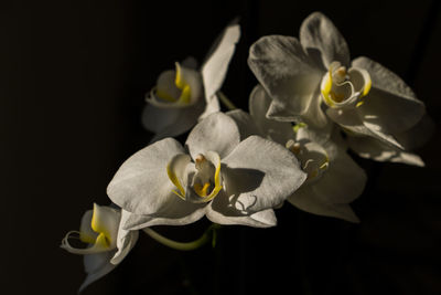 Close-up of white flower