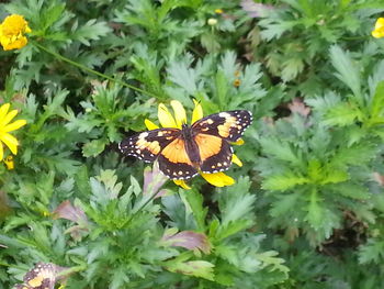 Close-up of butterfly pollinating on flower