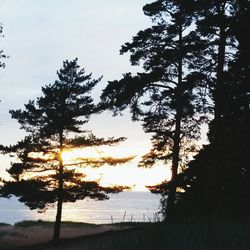 Silhouette trees by sea against sky during sunset