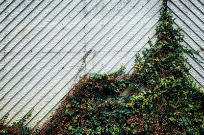 Close-up of ivy growing on wall