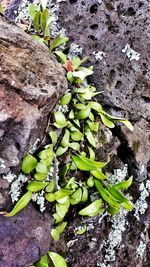 Close-up of plant growing on rock