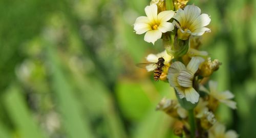 Close-up of bee on flower