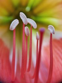 Close-up of red flowering plant