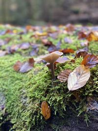 Close-up of mushrooms growing on field