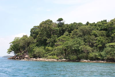 Reflection of trees in water