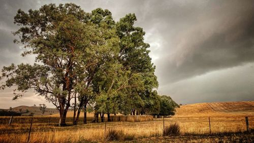 Trees on field against sky