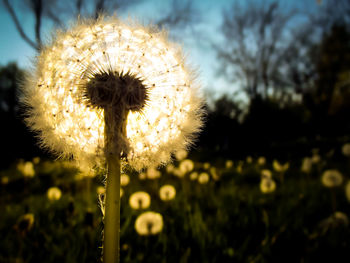 Close-up of dandelion flower on field