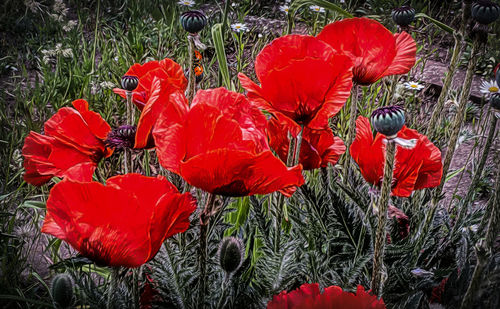 Close-up of red poppy flowers blooming outdoors