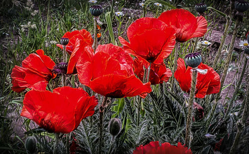 Close-up of red poppy flowers blooming outdoors