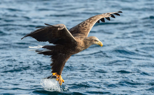 Bird flying over sea