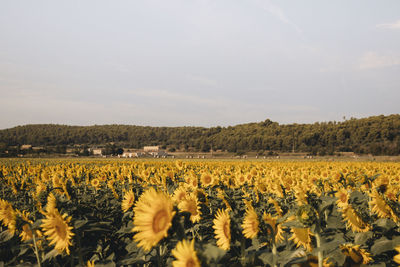 Scenic view of sunflower field against sky