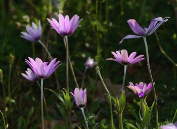 Close-up of purple crocus flowers on field