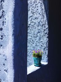 Close-up of potted plant against wall