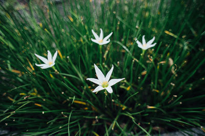 White flowers on plant