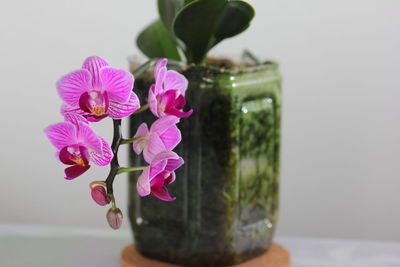 Close-up of flowers in vase