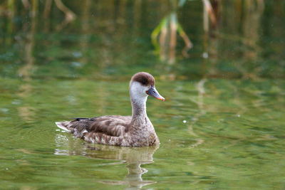 Duck swimming in lake