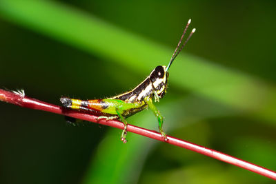 Close-up of grasshopper on leaf