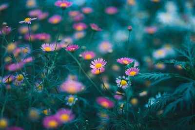Close-up of flowering plants on field