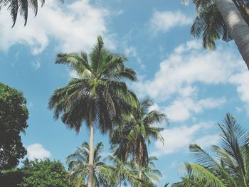 Low angle view of palm trees against sky