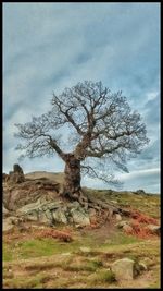 Tree in rural landscape