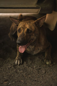 Close-up portrait of a dog