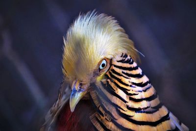 Close up of the head part of male golden pheasant showing orange and black fan with golden crest