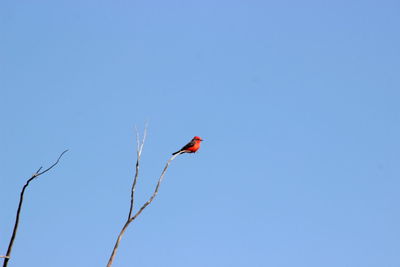 Low angle view of trees against clear blue sky