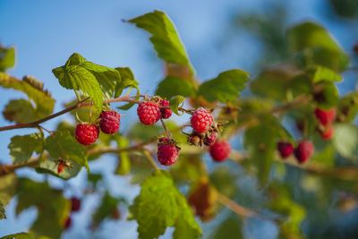 Low angle view of raspberries growing on tree