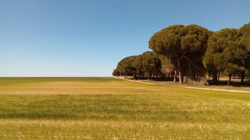 Scenic view of landscape against clear sky