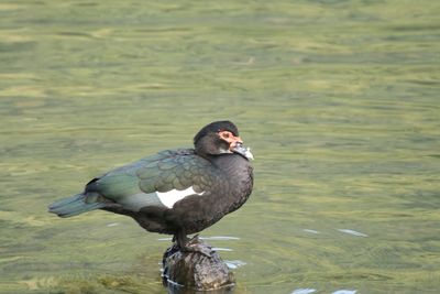 Close-up of bird perching on lake