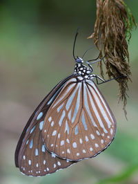 Close-up of butterfly on leaf