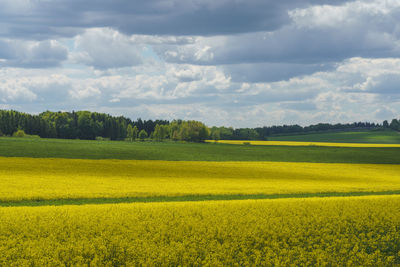 Scenic view of field against sky