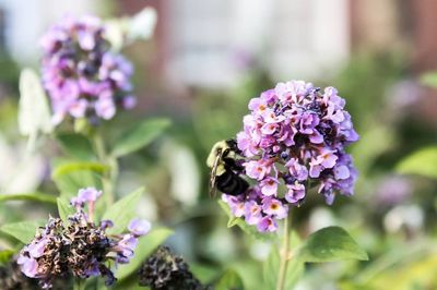 Close-up of bee pollinating on fresh purple flowers