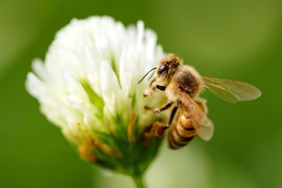 Close-up of bee pollinating on flower