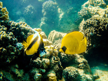 Close-up of fish swimming in sea