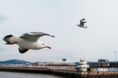 bird