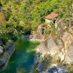 Scenic view of river in forest