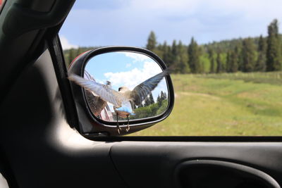 Bird flying in car