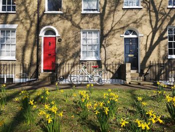 Sunny spring day view of houses with daffodils in the foreground in cambridge uk