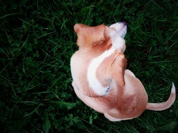 High angle view of dog relaxing on field