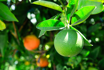 Green unripe oranges hanging on tree next to green leaves, growing and ripen to sweet healthy fruits